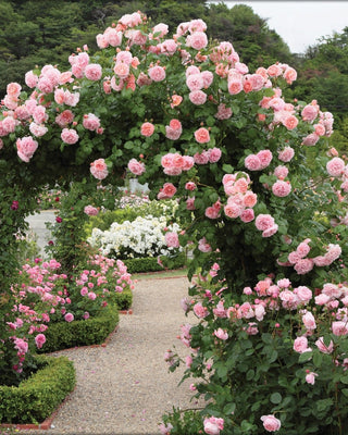 Rose Plants