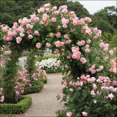 Rose Plants