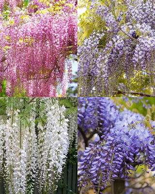 Wisteria