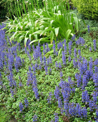 Ajuga Bugleweed