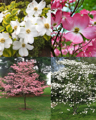 Cornus Dogwood