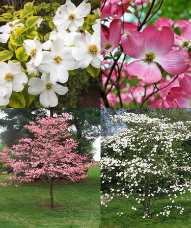 Cornus Dogwood