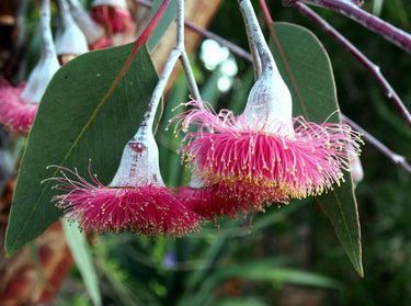 Drought Tolerant Plants