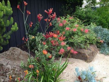 Drought Tolerant Plants