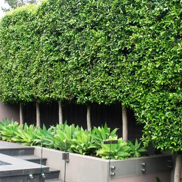 Screening & Hedging Plants