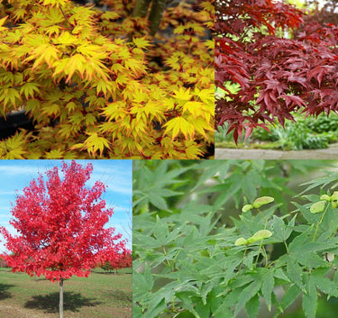 Acer, Japanese and Canadian Maple