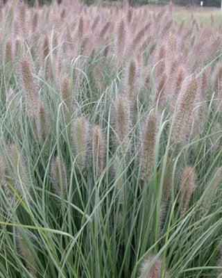 Grasses