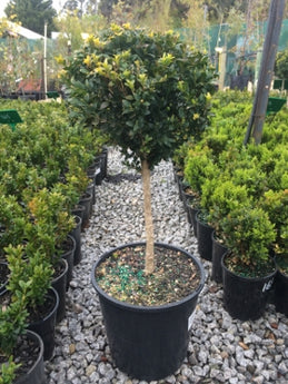 Buxus sempervires English Box Standard