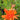 Mesembryanthemum Pigface Orange
