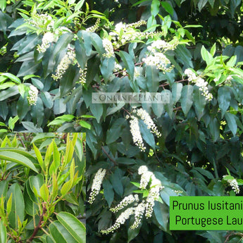 Prunus Lusitanica, Portugese Laurel