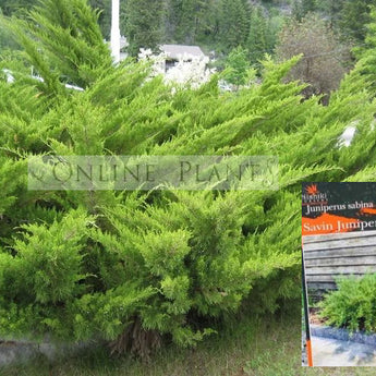 Juniperus Sabina, Savin Juniper