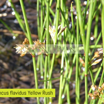 Juncus Flavidus Yellow Rush
