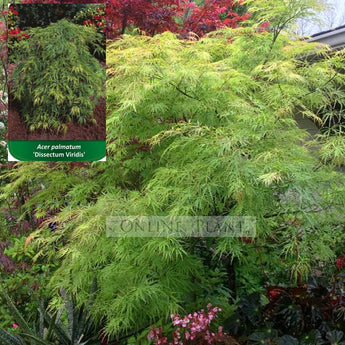 Acer Palmatum, Dissectum Viridis