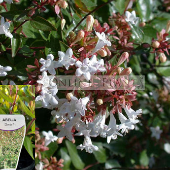 Abelia Grandiflora Nana Dwarf