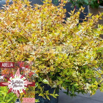 Abelia Suntastic Peach