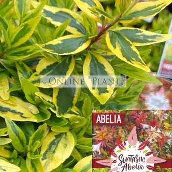 Abelia Suntastic Peach