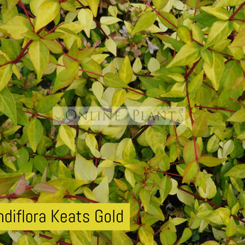 Abelia grandiflora Keats Gold