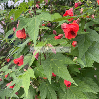 Abutilon Chinese lantern red