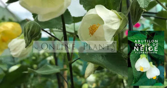 Abutilon Boule De Neige