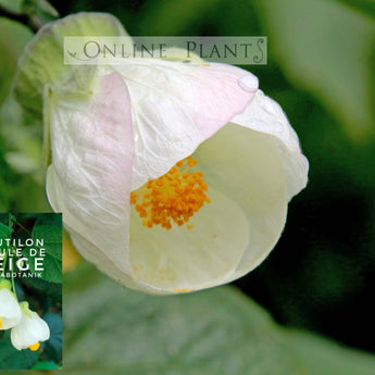 Abutilon Boule de Neige