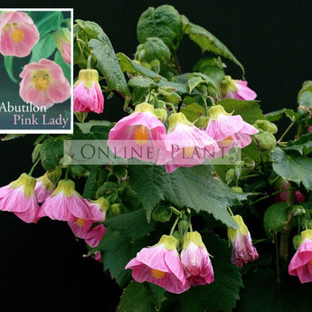 Abutilon Lucky Lantern Pink