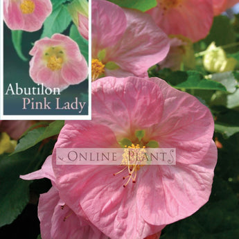 Abutilon Lucky Lantern Pink