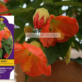 Abutilon Lucky Lantern Tangerine