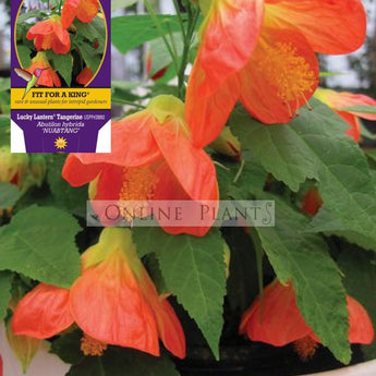 Abutilon Lucky Lantern Tangerine