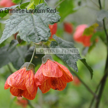 Abutilon Chinese lantern red