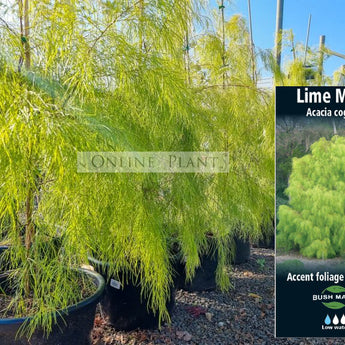 Acacia Lime Magik 25cm