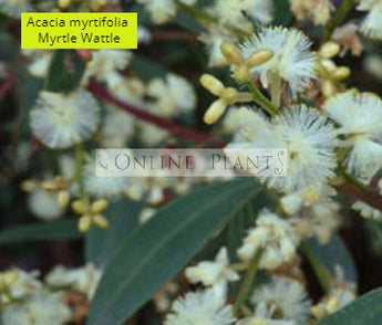 Acacia Myrtifolia, Myrtle wattle