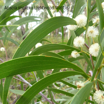 Acacia implexa Lightwood