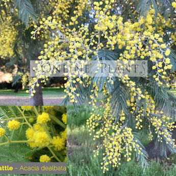 Acacia dealbata Silver Wattle