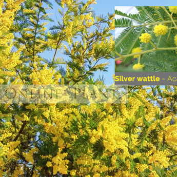 Acacia Dealbata Silver Wattle