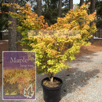 Acer Palmatum, Sango Kaku Jap. Maple