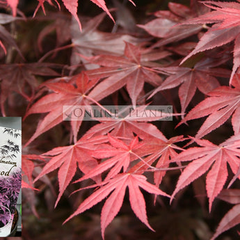 Acer Palmatum, Bloodgood Japanese Maple