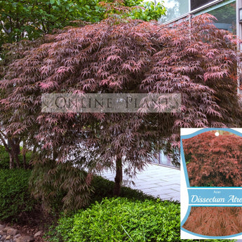 Acer palmatum dissectum Atropurpureum Weeping Maple