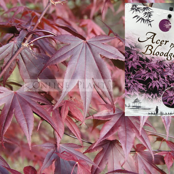 Acer Palmatum, Bloodgood Japanese Maple