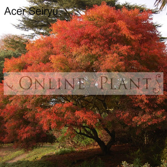 Acer Palmatum Dissectum Seiryu