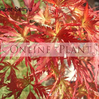 Acer Palmatum Dissectum Seiryu