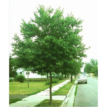 Acer Buergerianum, Trident Maple