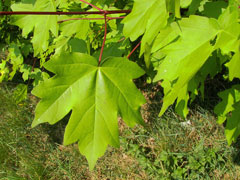 Acer Campestre, Field Maple