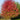 Acer Autumn Blaze Maple