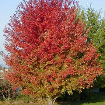 Acer Autumn Blaze Maple