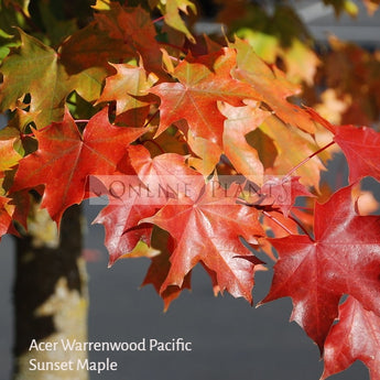 Acer Platanoides, Warrenred Pacific Sunset Maple