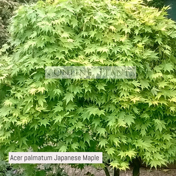 Acer Palmatum, Japanese Maple