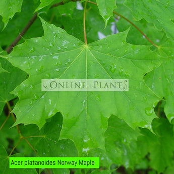 Acer Platanoides, Norway Maple