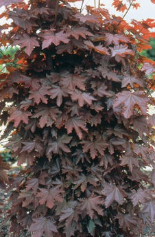 Acer Platanoides, Crimson Sentry Maple