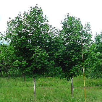 Acer Platanoides, Norway Maple