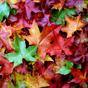 Acer Platanoides, Warrenred Pacific Sunset Maple